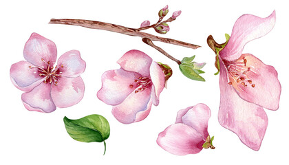 Set of pink flowers of peach tree watercolor illustration isolated on white. Blossom fruit tree, white bloom hand painting. Design element for wedding invitation, textile, wrapping, card, package