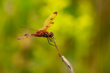 Calico Pennant Dragonfly poses on a plant stem