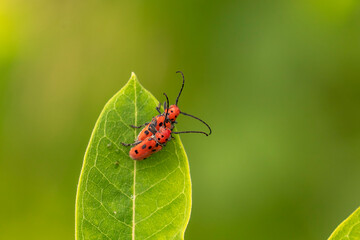 Red Milkweed Beetles mating on a leaf