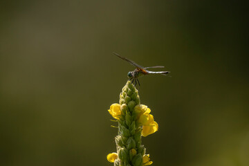Blue Dasher Dragonfly lands on a Mullein flower