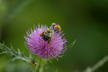 Honeybees gather nectar from Welted Thistle flower