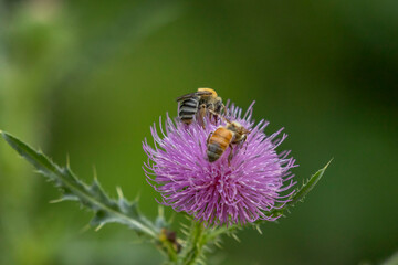 Honeybees gather nectar from Welted Thistle flower