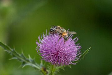 Honeybees gather nectar from Welted Thistle flower