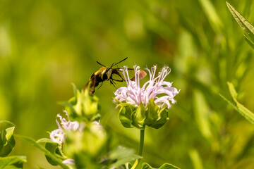 Clearwing Hummingbird Moth gathers nectar from a wild Bergamot flower