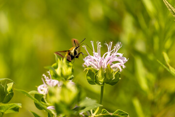 Clearwing Hummingbird Moth gathers nectar from a wild Bergamot flower