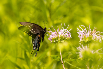  Spicebush Swallowtail Butterfly gathers nectar from a wild Bergamot flower
