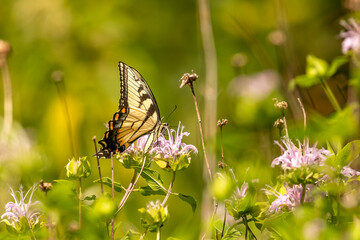 Yellow Swallowtail Butterfly gathers nectar from a wild Bergamot flower