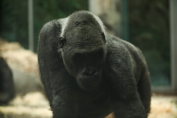Black chimpanzee monkey eats food. Munich Zoo