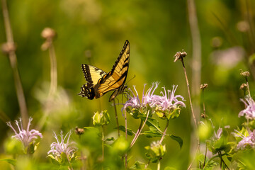 Yellow Swallowtail Butterfly gathers nectar from a wild Bergamot flower