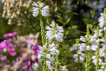 Blooming in late summer or early autumn flowers
