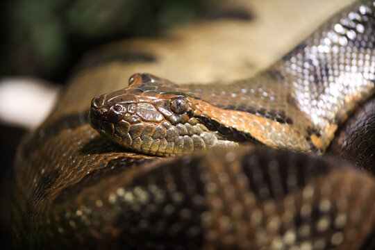 Portrait of a snake in a terrarium. Muzzle with open eyes. Python