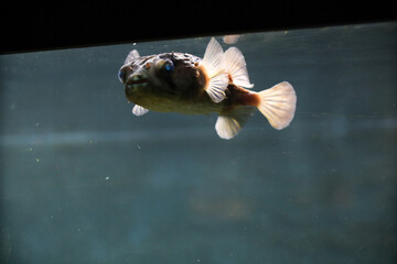 Fugu fish in an aquarium. The eyes are glowing. Scary and mystical eyes.