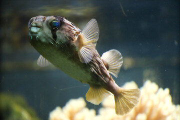 Fugu fish in an aquarium. The eyes are glowing. Scary and mystical eyes.