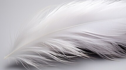 feather of a white bird on a gray background close-up. 