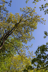 Obraz premium maple trees blooming in spring , close up