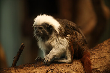 Little marmoset monkeys. Posing for a photo. Wild park. Contact with animals.