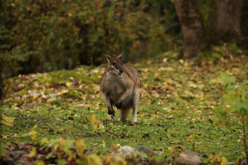 A small kangaroo on the grass, looking for food in the rain. Posing for a photo. Wild park. Contact with animals.