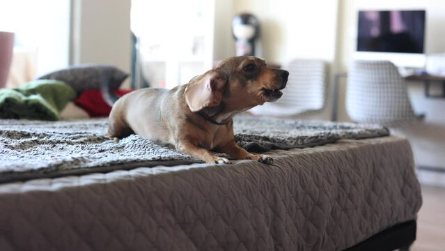 handsome dachshund dog sitting on bed barking happy