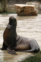 Fototapeta premium Seals and sea lions swim in the water. Swimming pool. Posing for a photo. Wild park. Contact with animals.