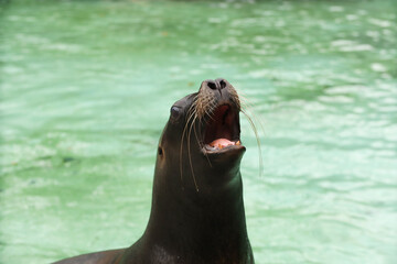 Obraz premium Seals and sea lions swim in the water. Swimming pool. Posing for a photo. Wild park. Contact with animals.