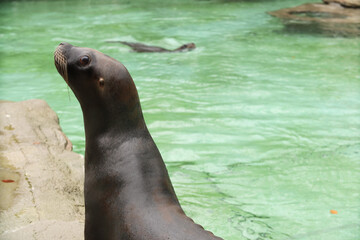 Naklejka premium Seals and sea lions swim in the water. Swimming pool. Posing for a photo. Wild park. Contact with animals.