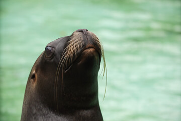 Obraz premium Seals and sea lions swim in the water. Swimming pool. Posing for a photo. Wild park. Contact with animals.