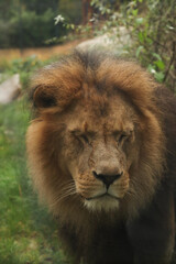Lion portrait among the bushes. Posing for a photo. Wild park. Contact with animals.