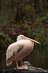 Pink pelicans resting on the shore. Posing for a photo. Wild park. Contact with animals.