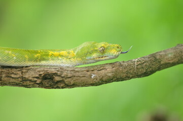 Green tree python Morelia Viridis