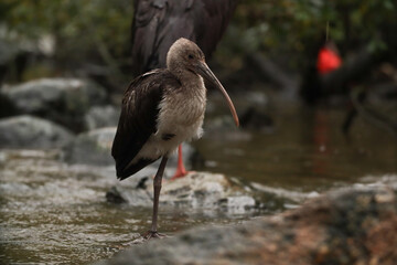 Ibis in the river in the park with yellow leaves. autumn Posing for a photo. Wild park. Contact with animals.