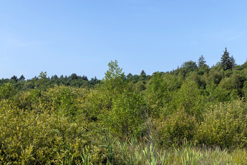 Obraz na płótnie Canvas Swampy terrain with plants in summer