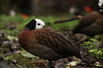 Duck with a white head with raindrops portrait. Posing for a photo. Wild park. Contact with animals.