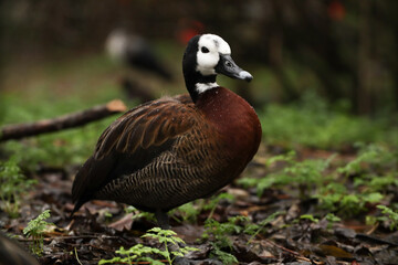 Duck with a white head with raindrops portrait. Posing for a photo. Wild park. Contact with animals.