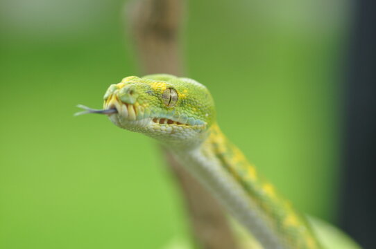 Green tree python Morelia Viridis