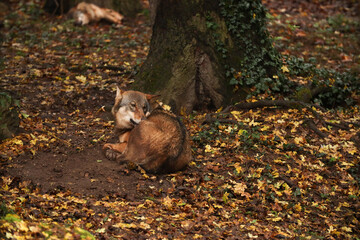 A wild wolf sleeps in a leaf under a tree. Posing for a photo. Wild park. Contact with animals.