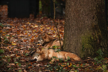 A wild wolf sleeps in a leaf under a tree. Posing for a photo. Wild park. Contact with animals.