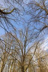 trees of different varieties in the spring season