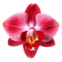 isolated illustration of red orchid flower. Created with Generative AI