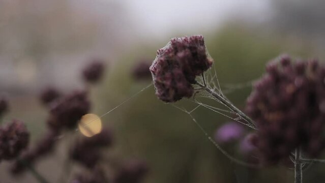 flowers at dawn in dewdrops in a large fog, covered with wet cobwebs, lens focus shifts from flowers to cobwebs and back