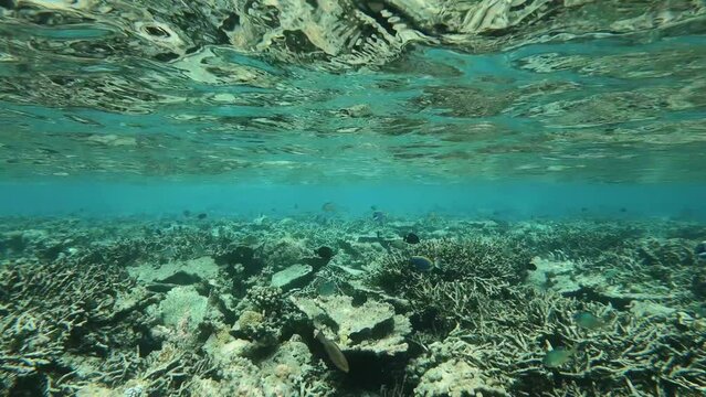 many fish in a coral reef in the Maldives
