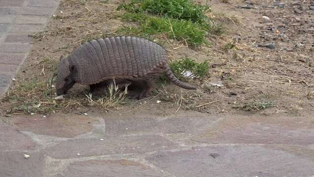 Dwarf armadillo (Zaedyus pichiy) feeds on bread crumbs that are thrown to it. Chubut, Argentina