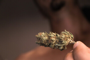 hand holding cannabis bud. addict concept