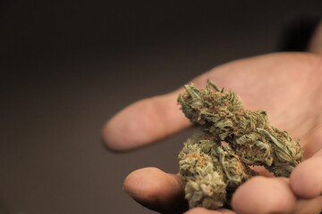 hand holding cannabis bud. addict concept
