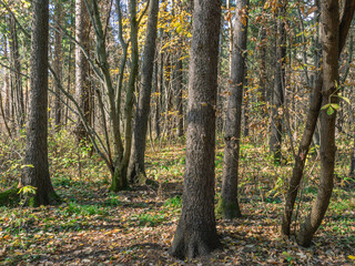 Obraz premium Autumn mood. Nature in autumn. Yellowed dry leaves of trees. Autumn landscape in the forest.