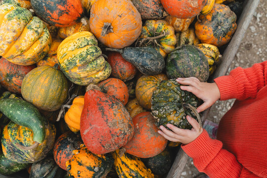 Different color pumpkins in hands of a child at farm market.
