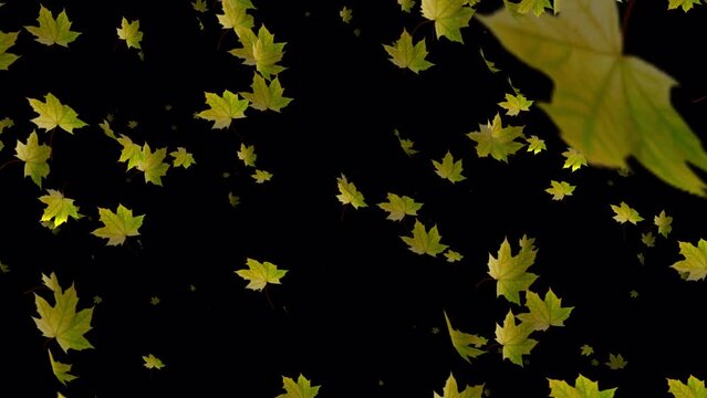 Step into the heart of fall with slow motion animation, where leaves descend like a gentle rain of artistry.