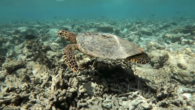 a turtle swims in a coral reef next to me