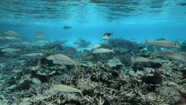 many fish in a coral reef in the Maldives