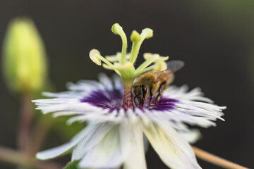 Wildlife close-up: Bee on a passion flower