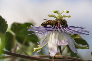 Wildlife close-up: Bee on a passion flower